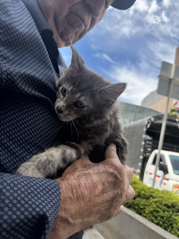 Gatito entregado a Familia Rodríguez