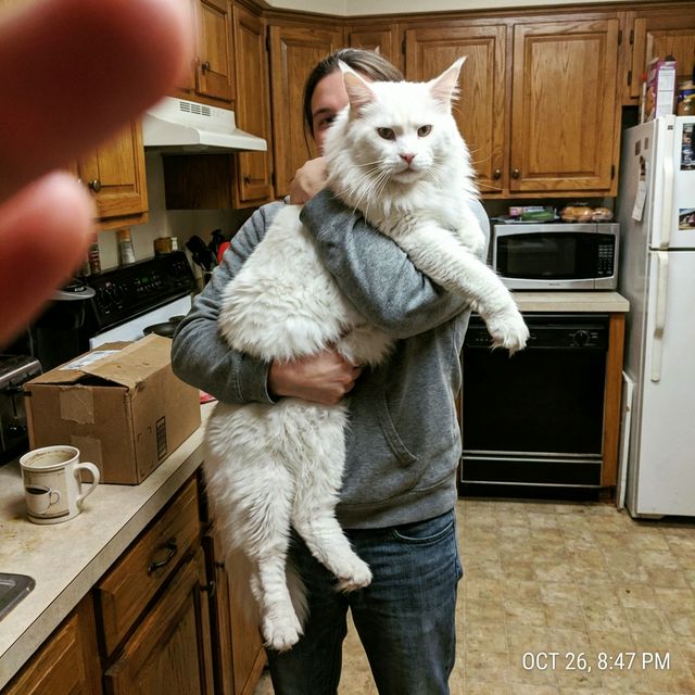 Gatito entregado a Sofía L.